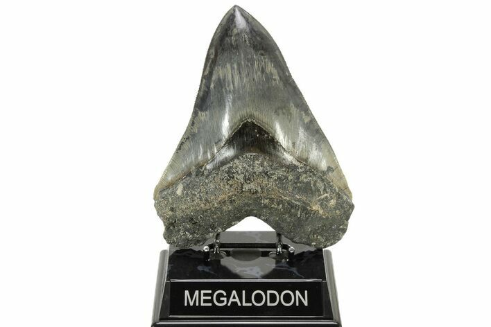 Fossil Megalodon Tooth - Collector Quality Indonesia Meg #234632